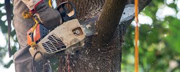 How Our Tree Care Process Works  in  South Pittsburg, TN